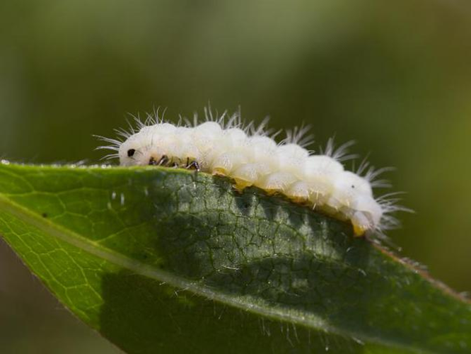 Zygaena minos &copy; TONDELLIER Bruno