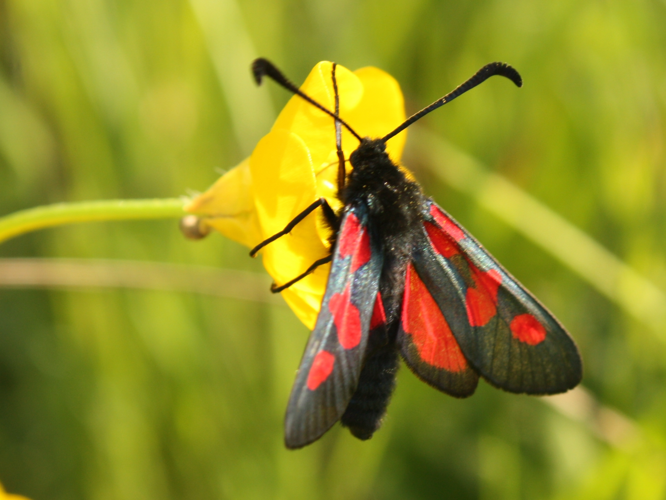 Zygaena trifolii &copy; HERMANT Thomas