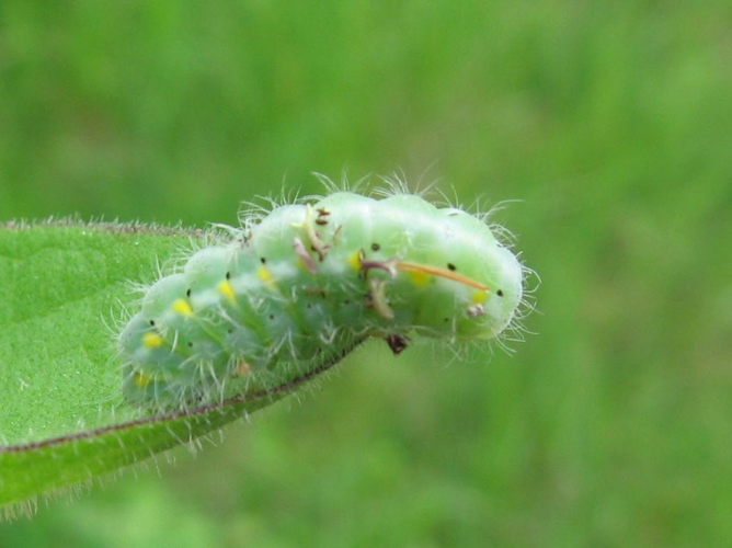 Zygaena viciae &copy; LETHEVE Xavier
