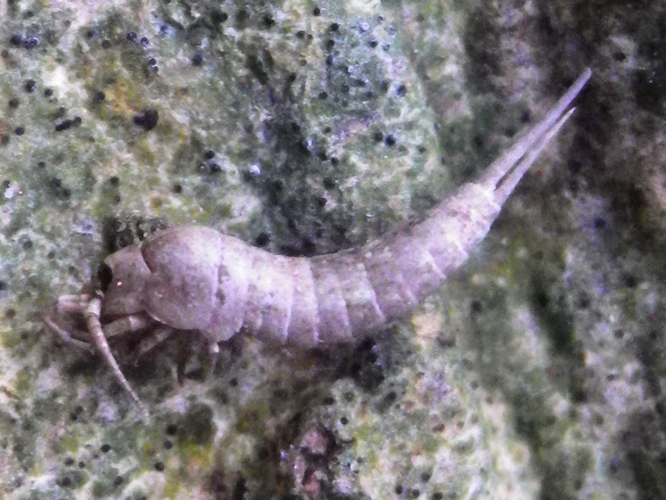 Dilta hibernica &copy; HALLART Guénael