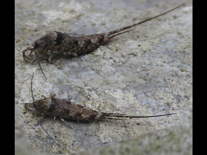 Trigoniophthalmus alternatus &copy; HALLART Guénael