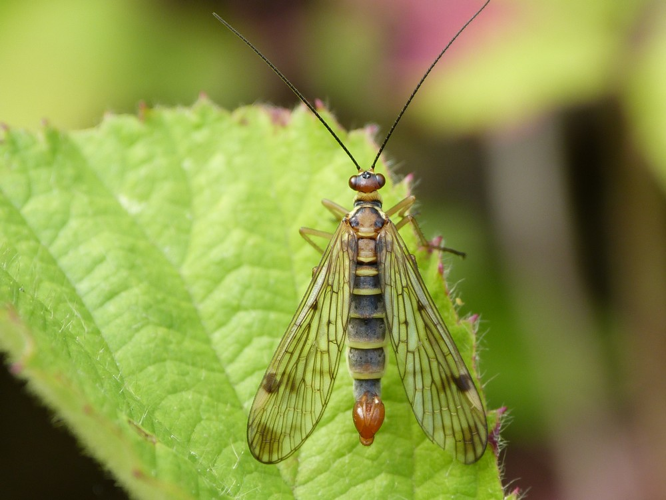 Panorpa cognata &copy; BARBIER Simon