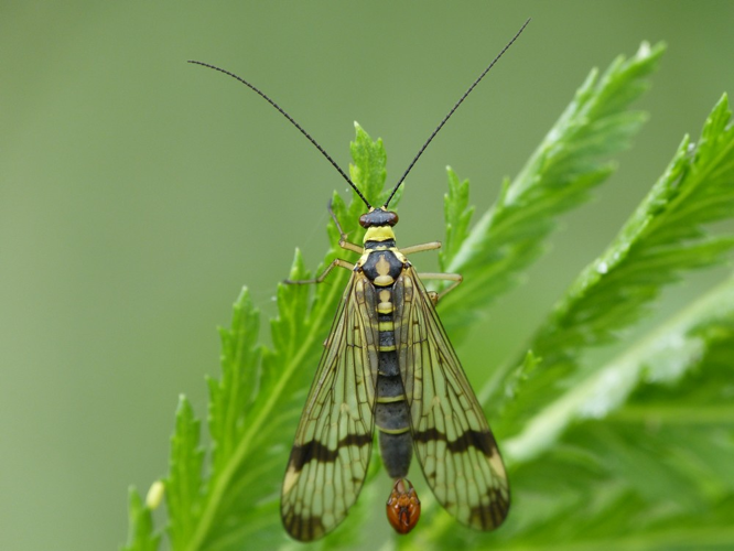 Panorpa communis &copy; BARBIER Simon
