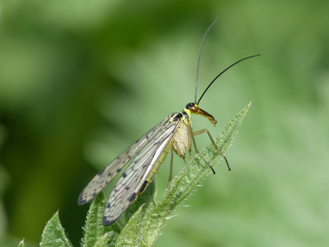 Panorpa germanica &copy; BARBIER Simon
