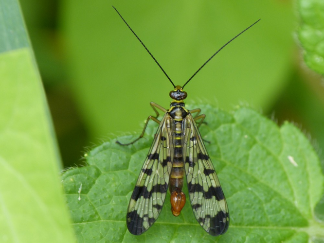 Panorpa vulgaris &copy; BARBIER Simon