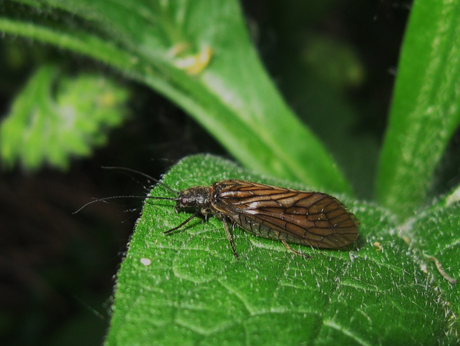 Sialis lutaria &copy; LETHEVE Xavier