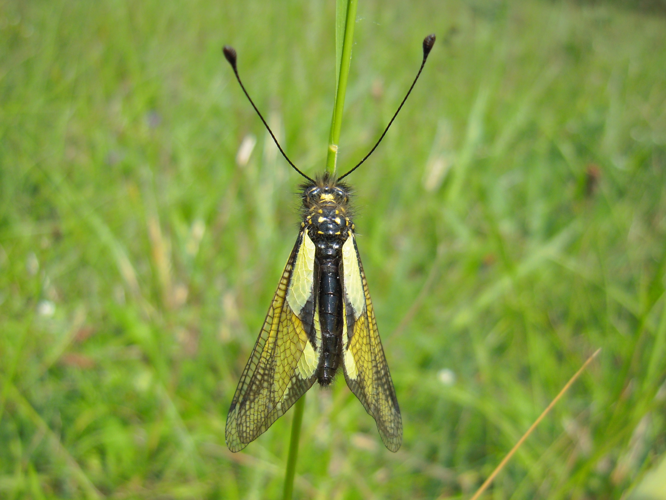 Libelloides coccajus &copy; HERMANT Thomas