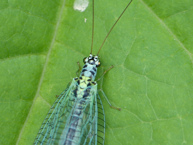 Chrysopa perla &copy; BARBIER Simon
