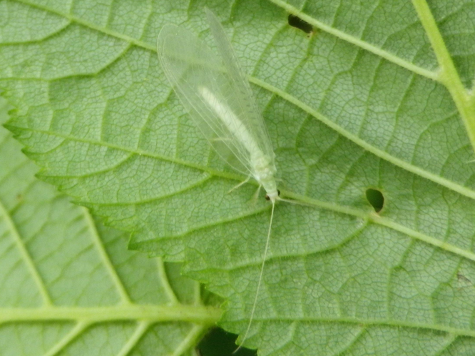 Chrysotropia ciliata &copy; HALLART Guénael