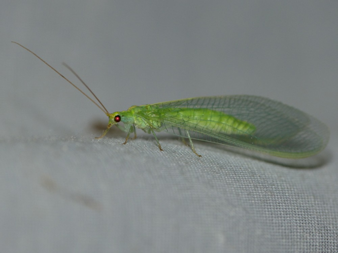 Nineta flava &copy; BARBIER Simon