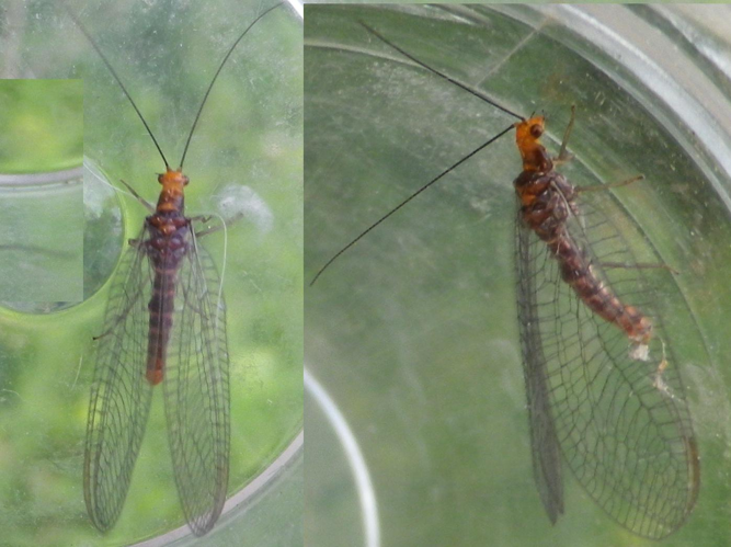 Nothochrysa capitata &copy; HALLART Guénael
