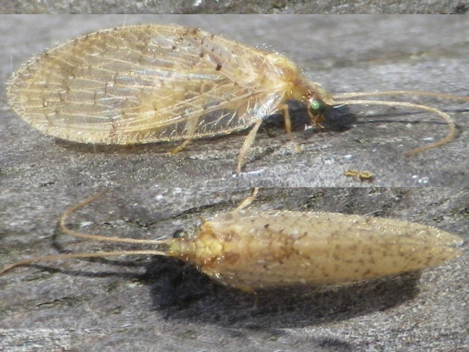 Hemerobius humulinus &copy; HALLART Guénael