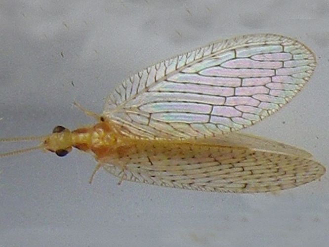 Hemerobius micans &copy; HALLART Guénael