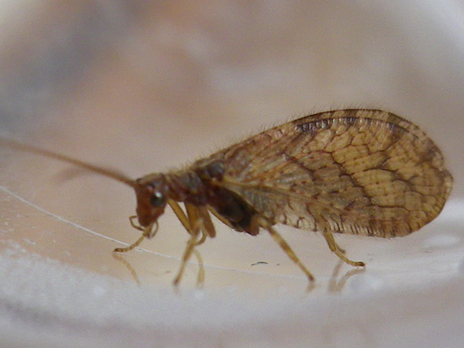 Micromus angulatus &copy; HALLART Guénael