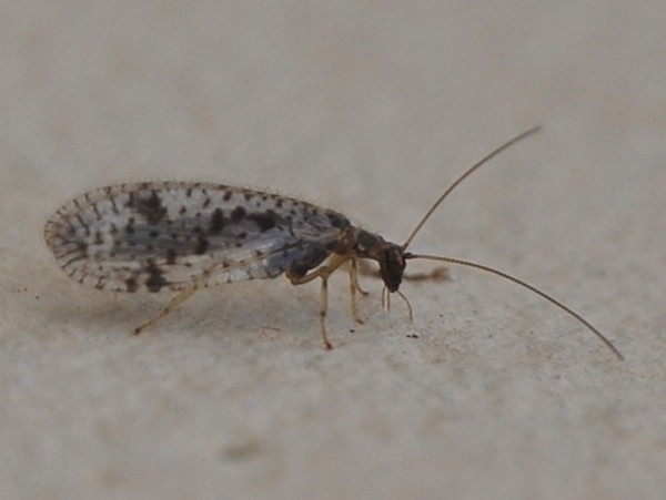 Micromus variegatus &copy; VANSTEENE Nicolas