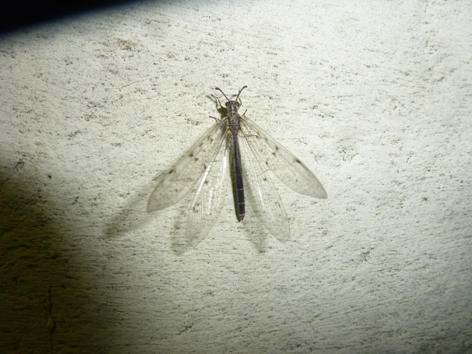 Euroleon nostras &copy; 