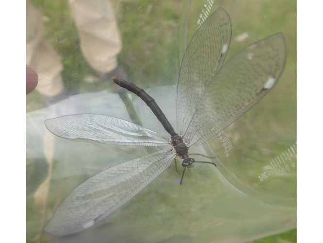 Myrmeleon formicarius &copy; DAUMAL Thibaud