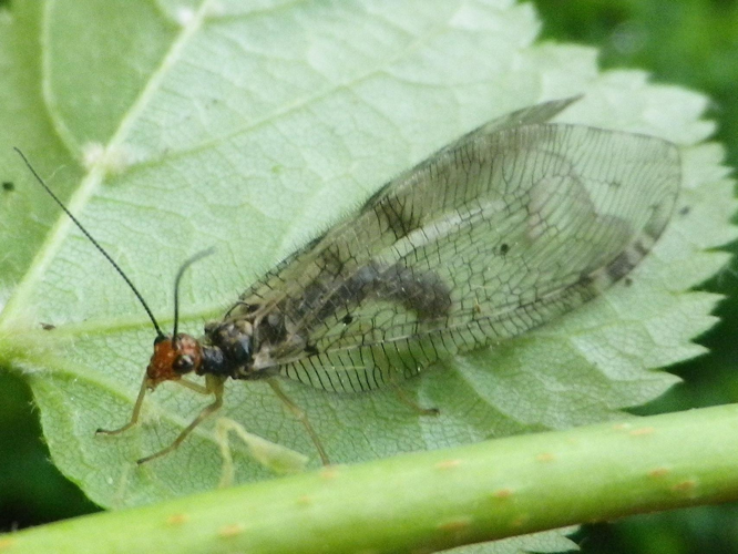 Osmylus fulvicephalus &copy; HALLART Guénael