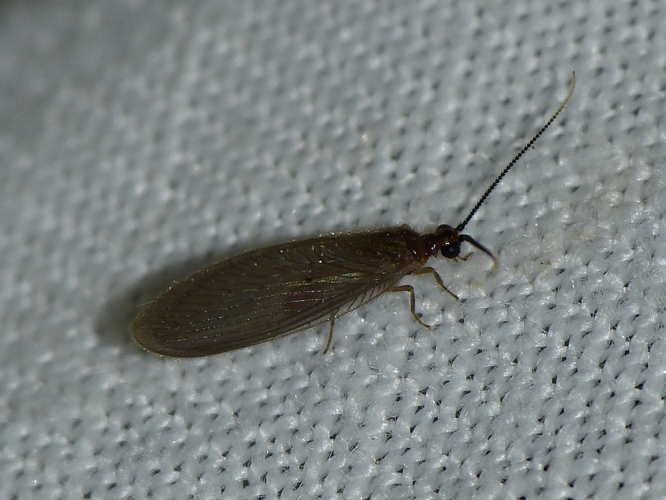 Sisyra terminalis &copy; BARBIER Simon