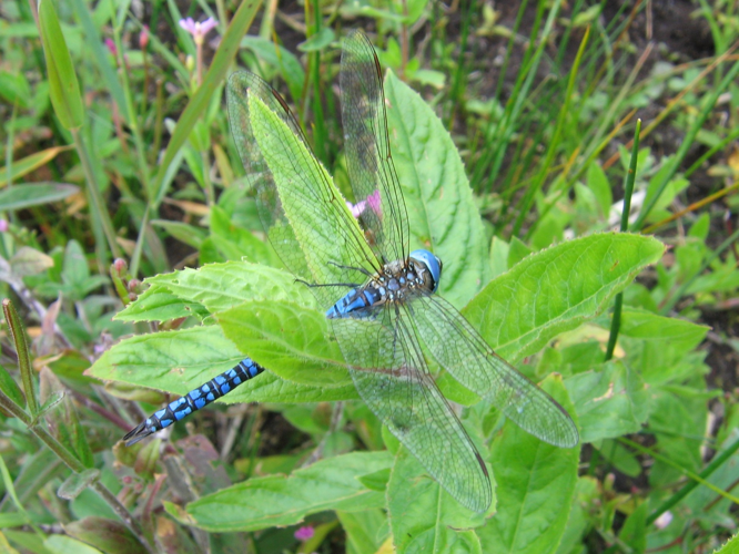 Aeshna affinis &copy; MAILLIER Sébastien