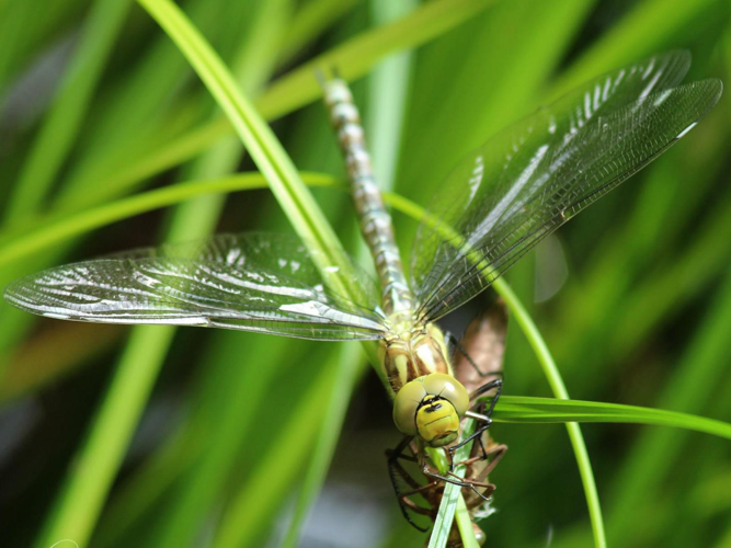 Aeshna cyanea &copy; DOUAY Maud