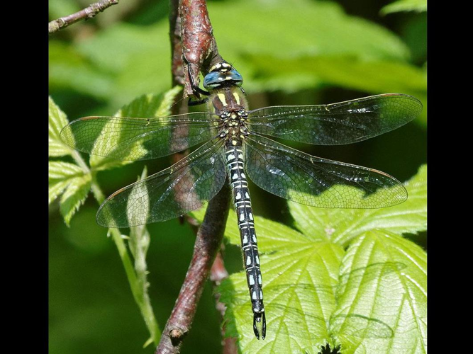 Brachytron pratense &copy; SENGEZ Pierre