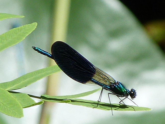 Calopteryx xanthostoma &copy; ADAM David