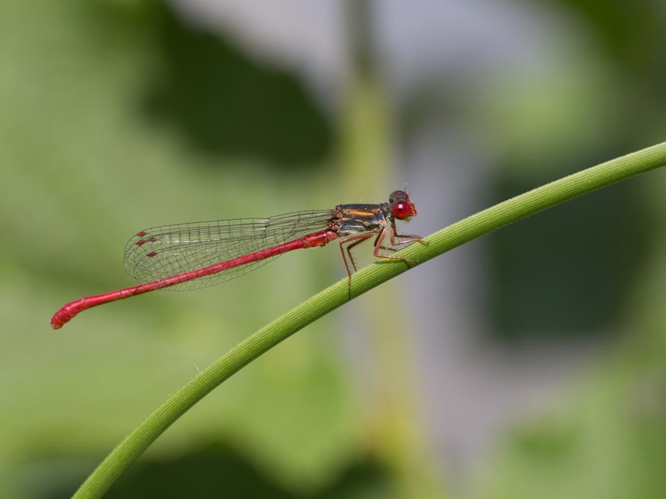 Ceriagrion tenellum &copy; TONDELLIER Bruno
