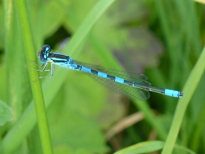 Coenagrion scitulum &copy; MAILLIER Sébastien