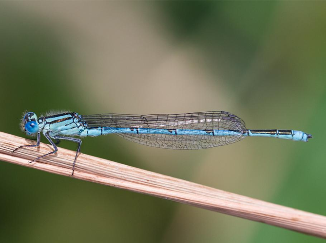 Cercion lindenii &copy; LECLERE Pierrick