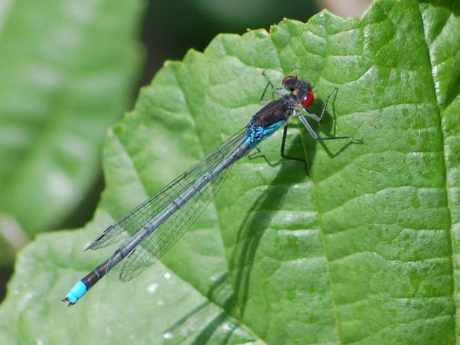 Erythromma najas &copy; VANSTEENE Nicolas
