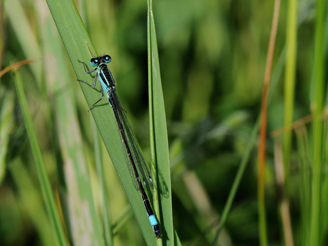 Ischnura elegans &copy; MATHOT William