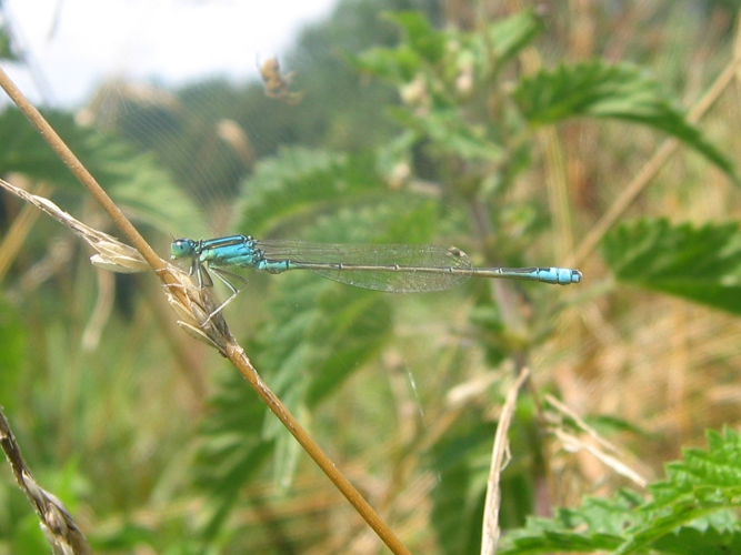 Ischnura pumilio &copy; LEGRIS Sébastien