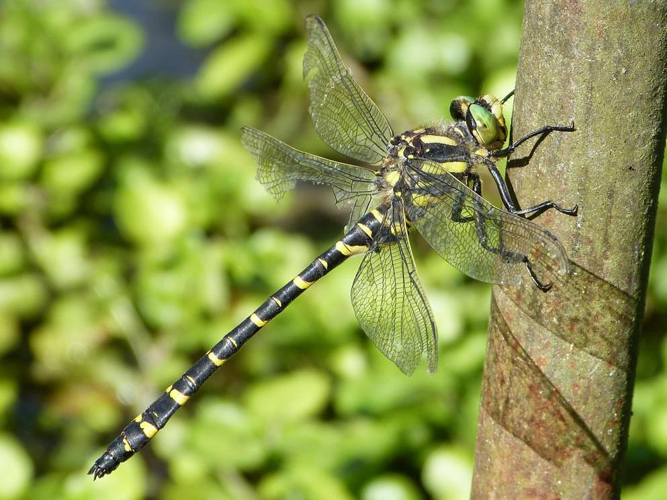 Cordulegaster boltonii &copy; BARBIER Simon