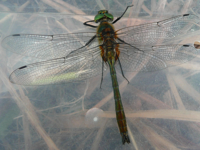 Cordulia aenea &copy; MAILLIER Sébastien