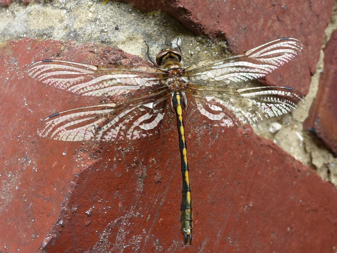 Oxygastra curtisi &copy; MAILLIER Sébastien