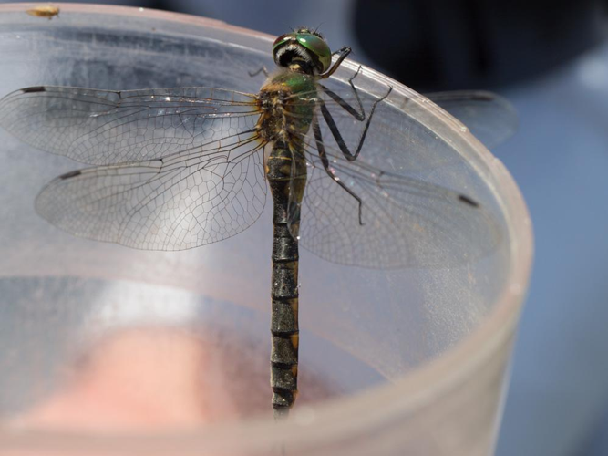 Somatochlora flavomaculata &copy; TONDELLIER Bruno