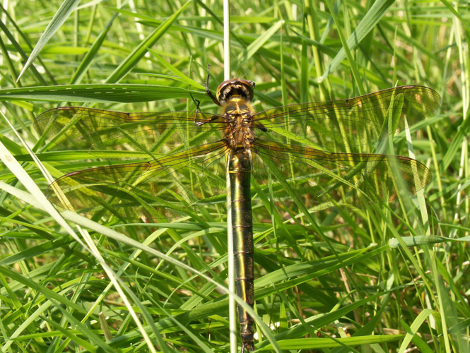Somatochlora metallica &copy; HALLART Guénael