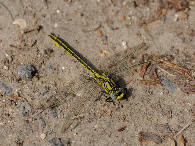 Gomphus pulchellus &copy; MATHOT William