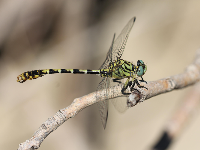 Onychogomphus forcipatus &copy; COLINDRE Laurent