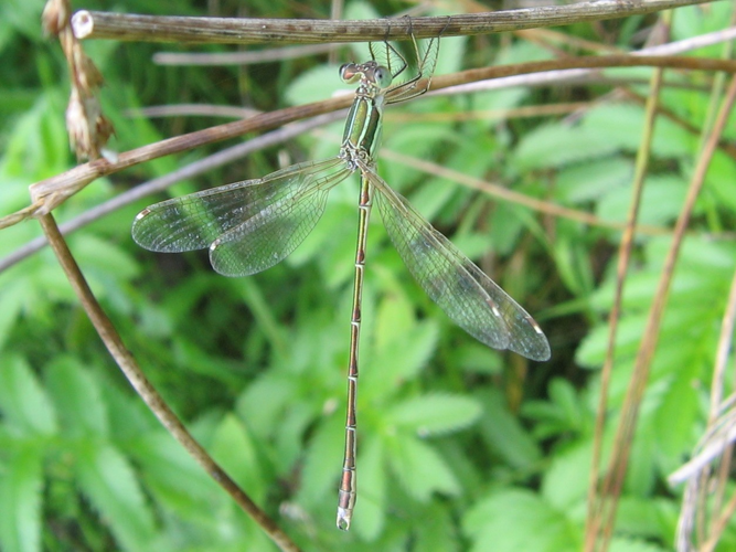 Lestes barbarus &copy; MAILLIER Sébastien