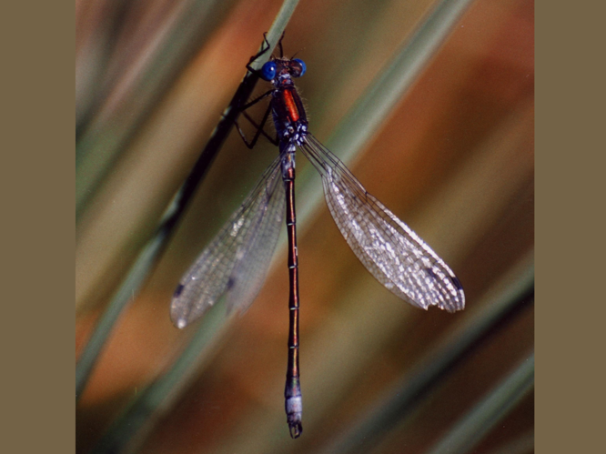 Lestes dryas &copy; LEGRIS Sébastien