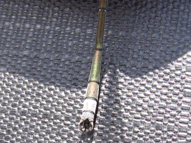 Lestes sponsa &copy; MAILLIER Sébastien