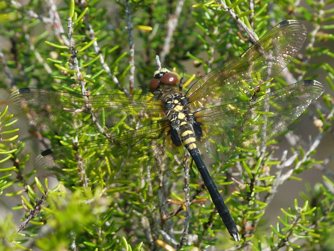 Leucorrhinia albifrons &copy; ADAM David