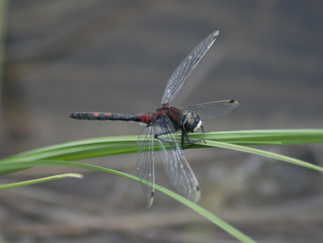 Leucorrhinia dubia &copy; TOP Damien