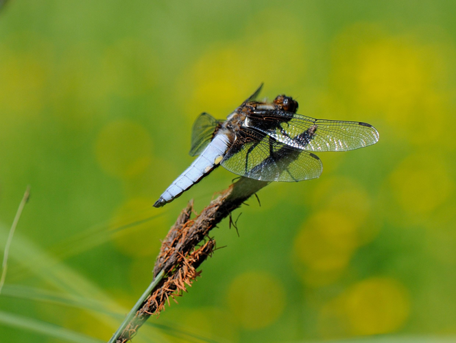 Libellula depressa © MATHOT William