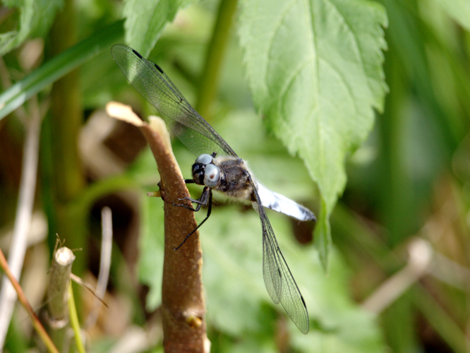 Libellula fulva © DAMIENS Nicolas