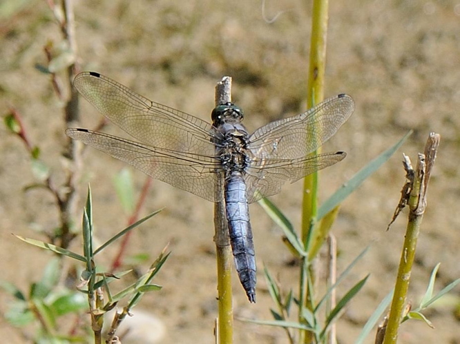 Orthetrum cancellatum &copy; MATHOT William