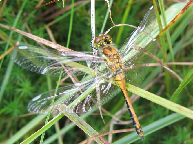 Sympetrum danae © MAILLIER Sébastien