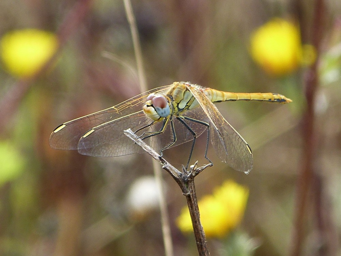 Sympetrum fonscolombii &copy; BARBIER Simon
